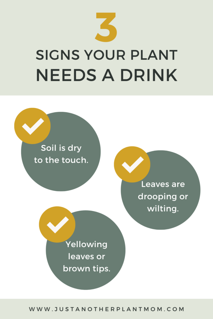 4 signs your plant needs a drink
