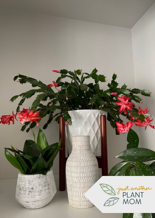 Top 5 low-maintenance, beginner-friendly plants | Christmas Cactus