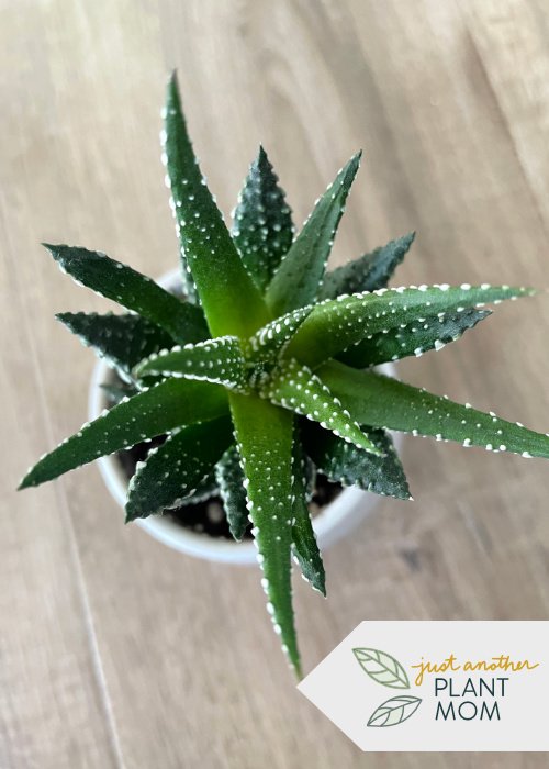 High light plant: Haworthia (succulent)