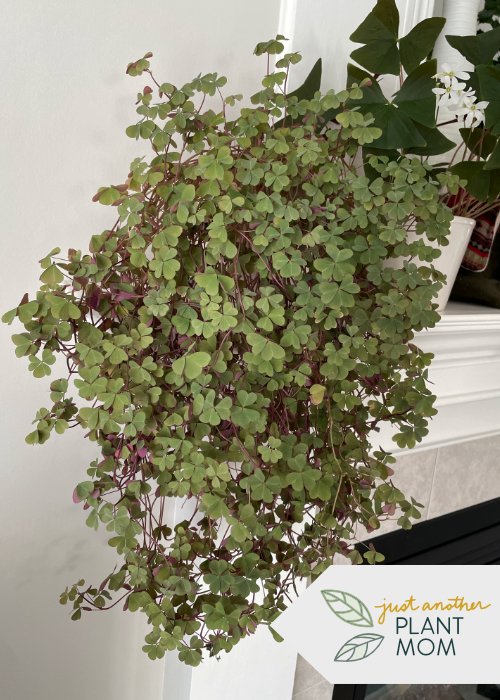 Top 5 low-maintenance, beginner-friendly plants | Shamrock Oxalis