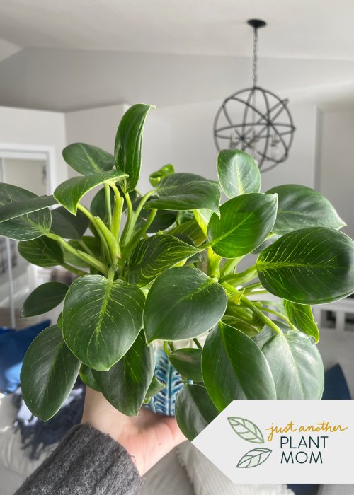 Medium Light Plants: Philodendron