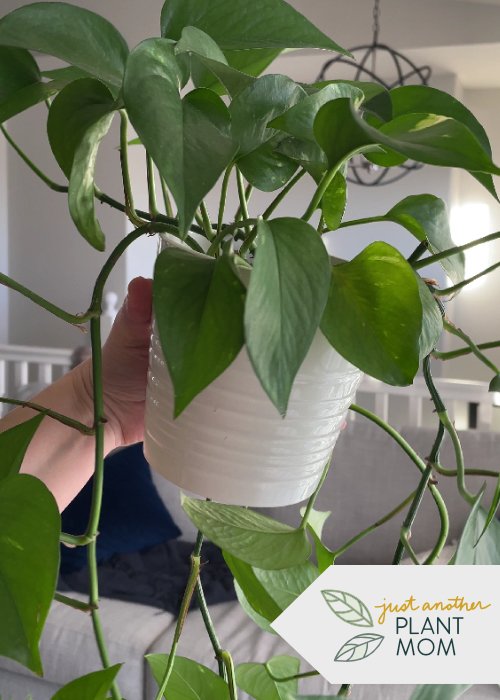 Top 5 low-maintenance, beginner-friendly plants | Pothos Plant