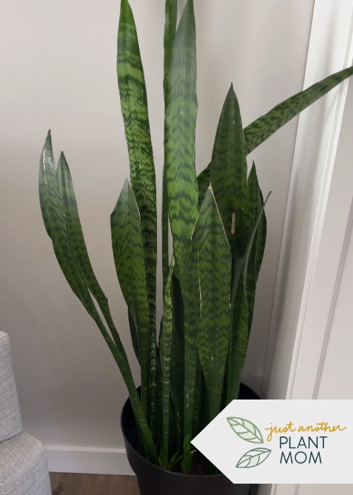 Top 5 low-maintenance, beginner-friendly plants | Snake Plant