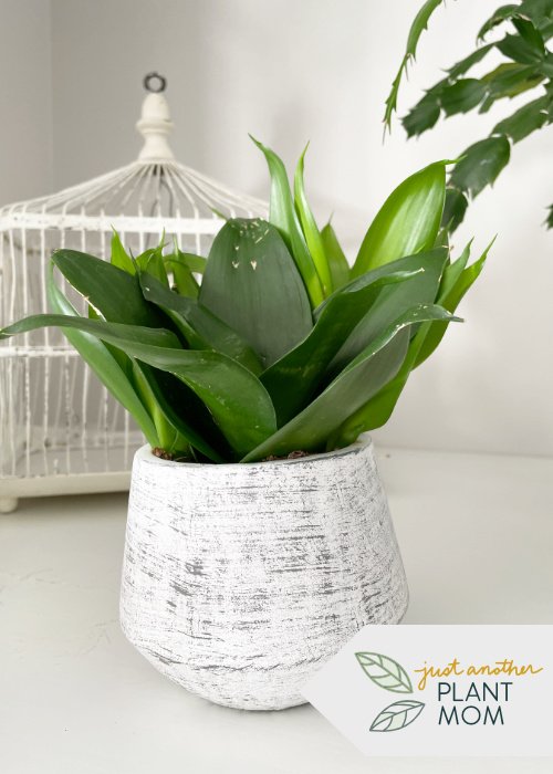 Low light plants: Snake plant