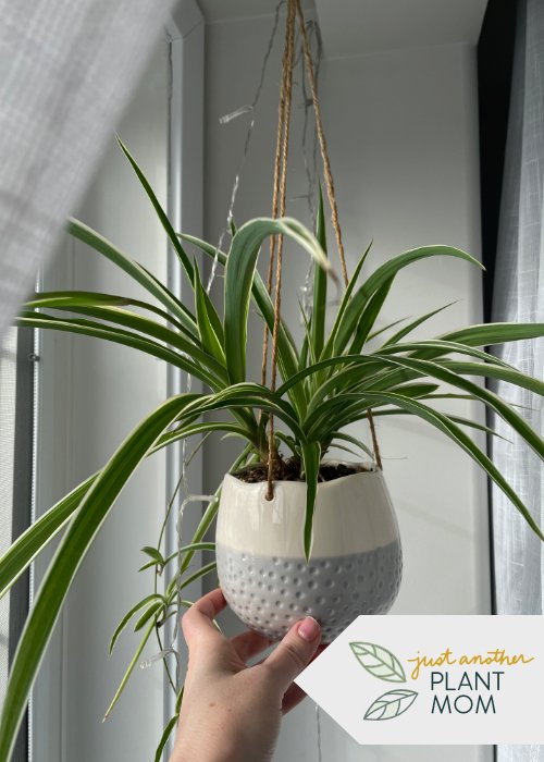 Top 5 low-maintenance, beginner-friendly plants | Spider Plant