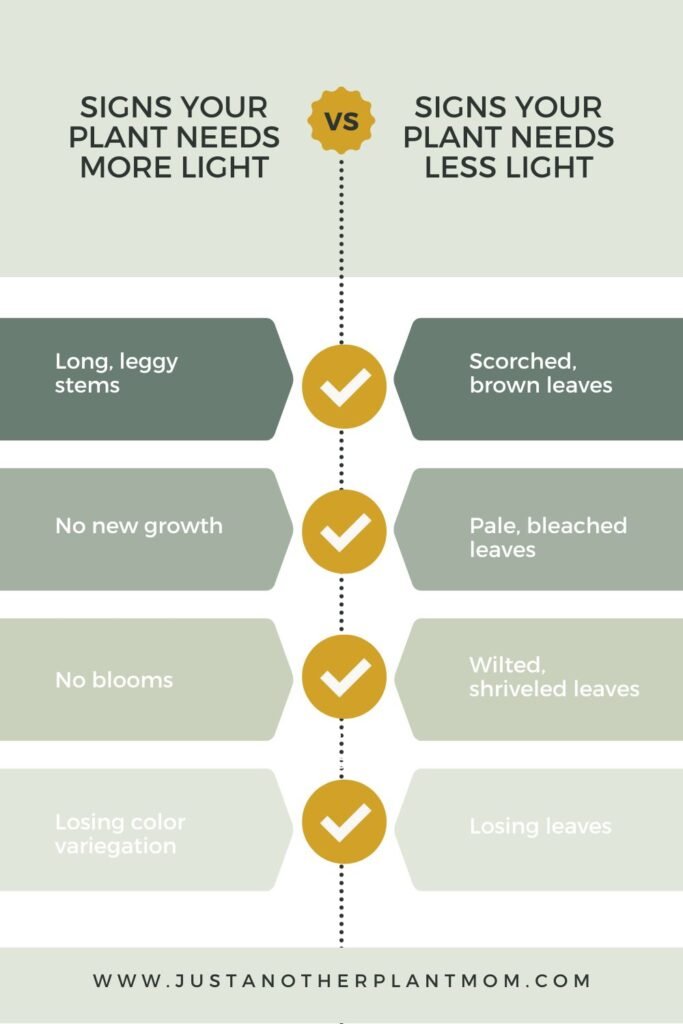 How to tell if your plant is getting enough light: signs your plant needs more light vs signs your plant needs less light