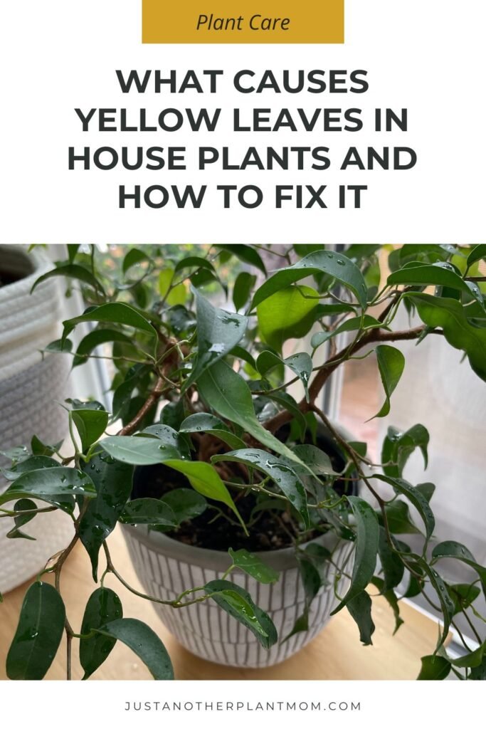 What causes yellow leaves in house plants and how to fix it