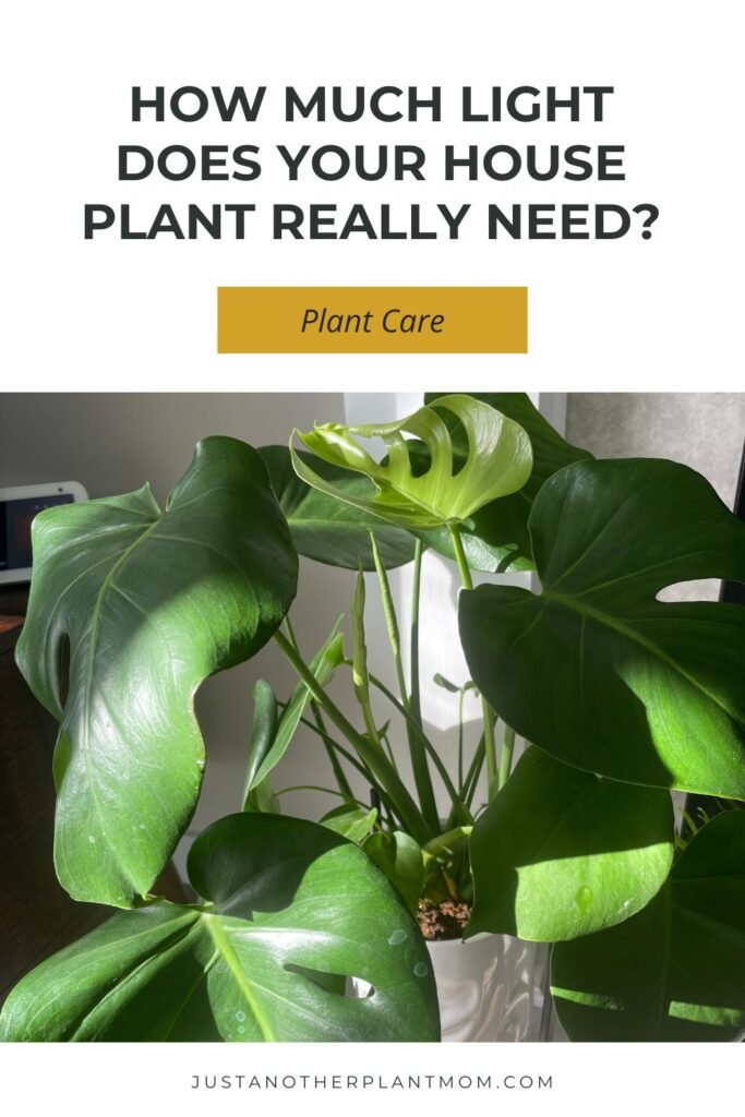 How much light does your house plant need?