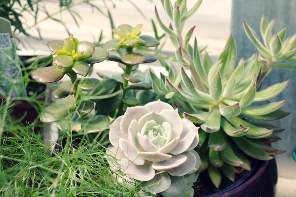 Green Leafed Plant