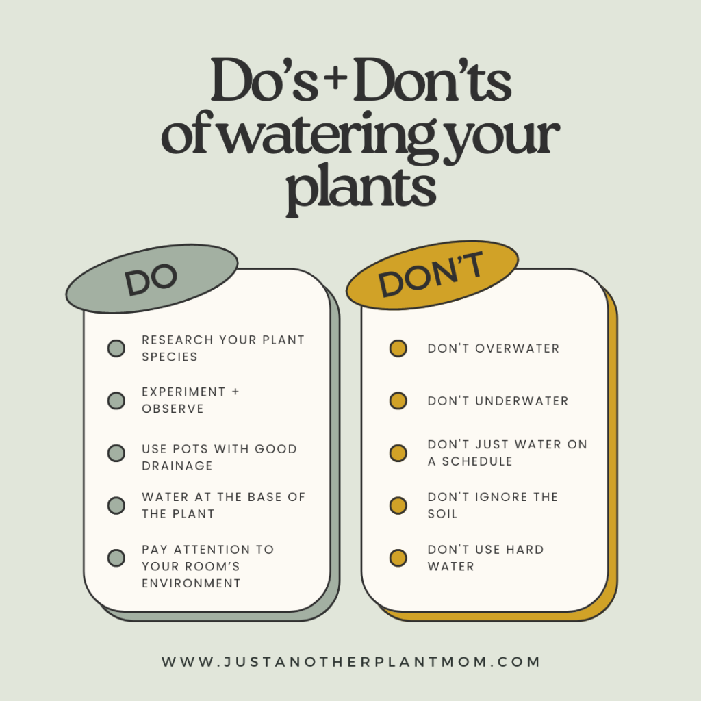 The do's and don'ts of watering your plants