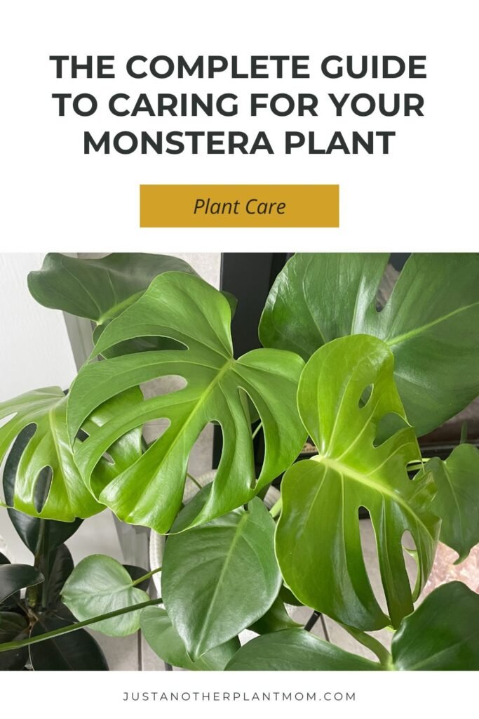 The complete guide to caring for your monstera plant