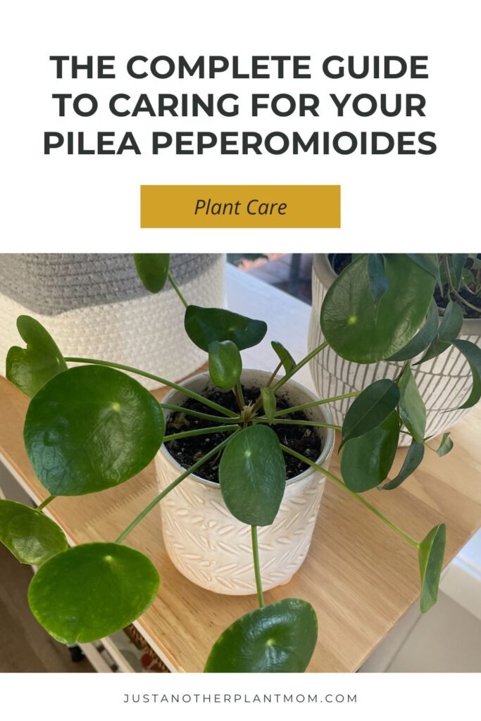 The complete guide to caring for your pilea peperomioides (Chinese money plant)