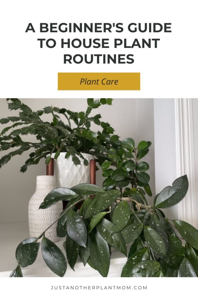 A beginner's guide to house plant routines (What to do daily, weekly, monthly and seasonally for your plants)