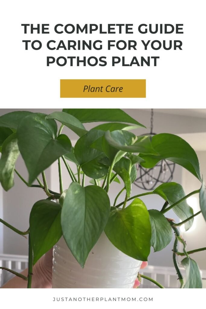 The complete guide to caring for your pothos plant