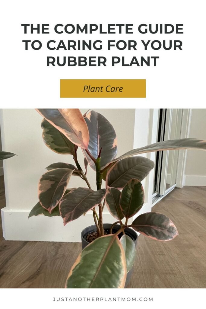 The complete guide to caring for your rubber plant (Ficus elastica)