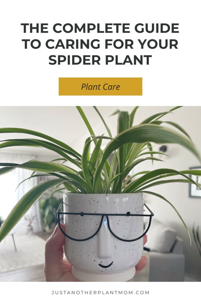 The Complete Guide to Caring for Your Spider Plant