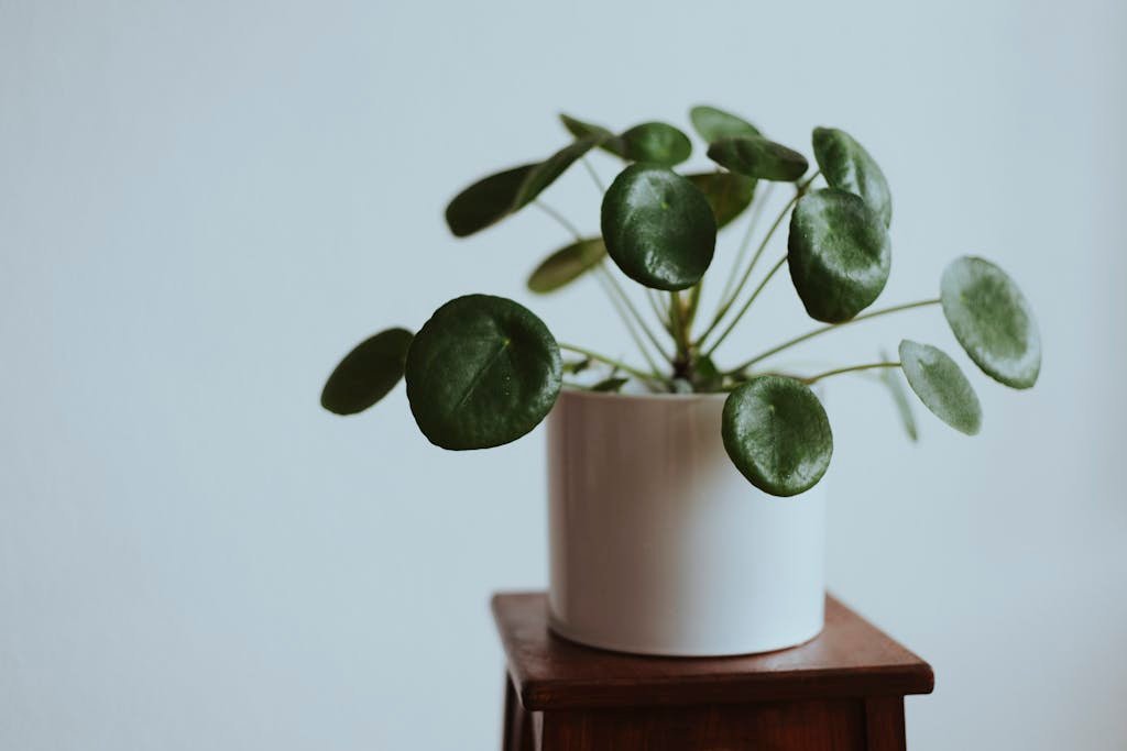 Green Pilea Peperomioides Plant with White Pot on Wooden Table