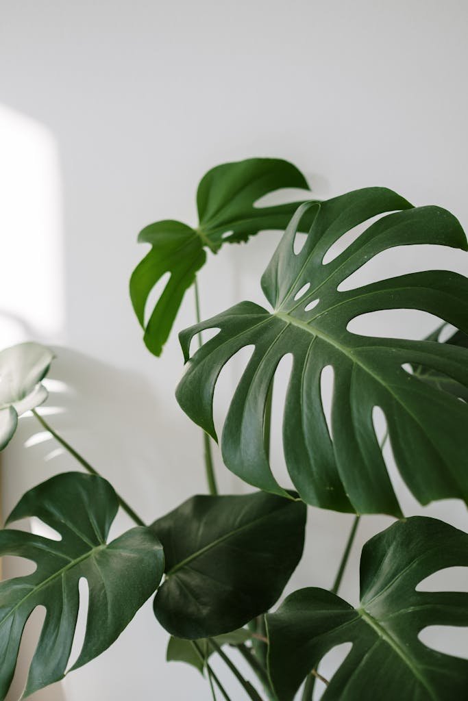 The complete guide to caring for your monstera plant