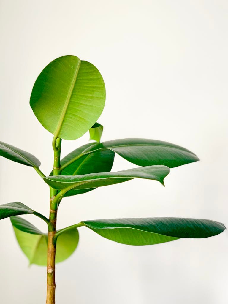 The complete guide to caring for your rubber plant (Ficus elastica)