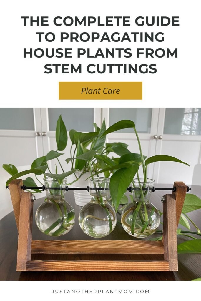 The complete guide to propagating house plants from stem cuttings