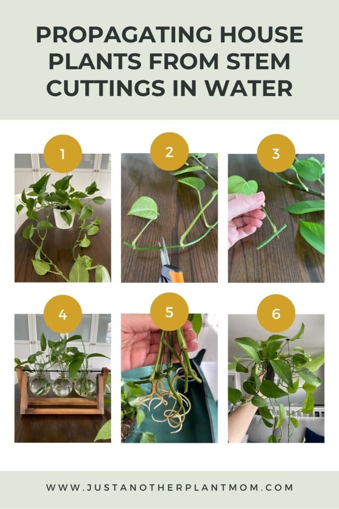 The complete guide to propagating house plants from stem cuttings in water