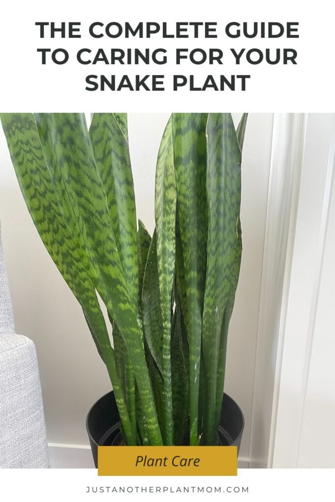 The complete guide to caring for your snake plant (Dracaena/Sansevieria trifasciata)